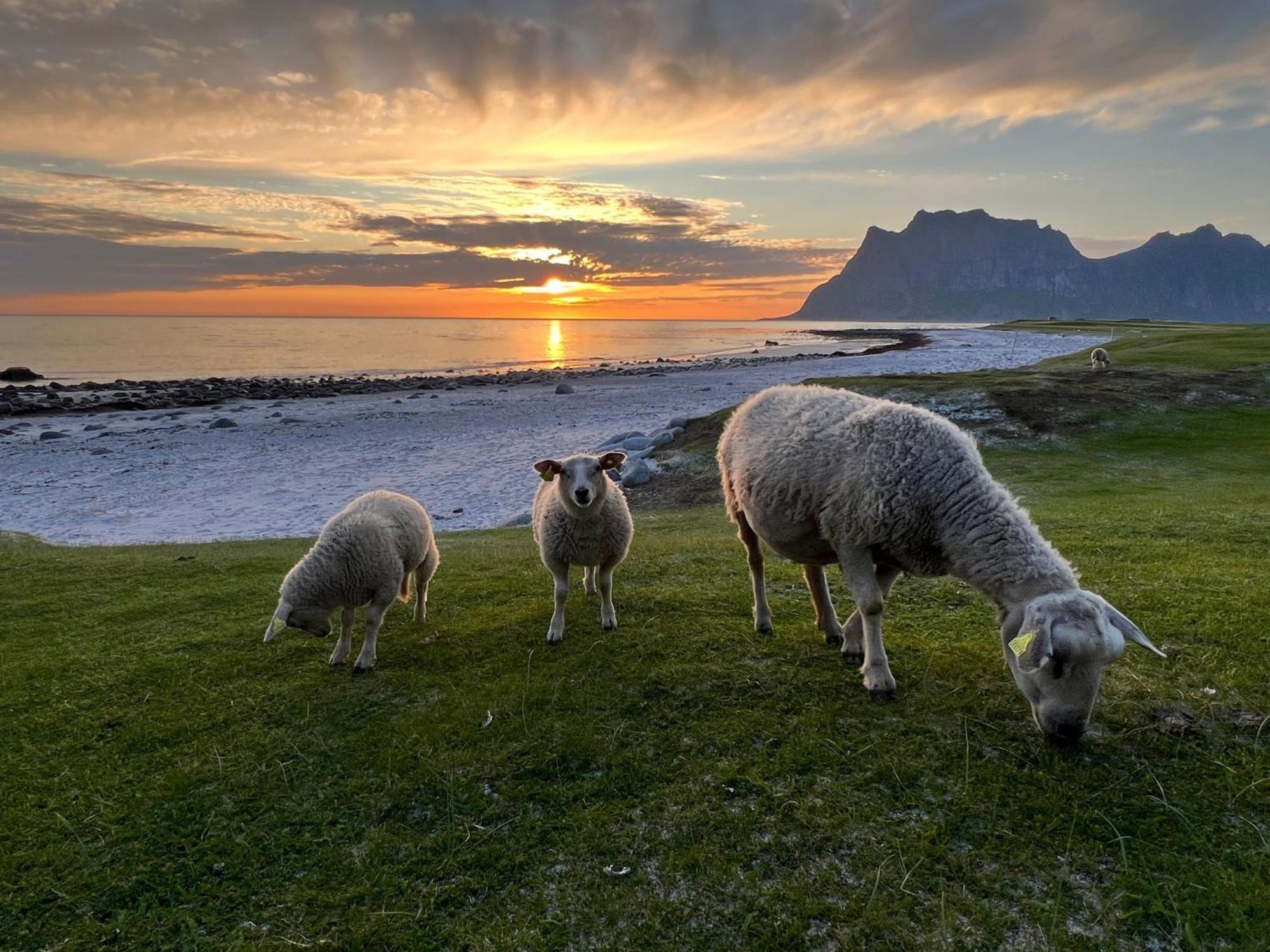 Casa vacanze Fisherman's Cabin, Lofoten - 26 Ivarbua Ballstad